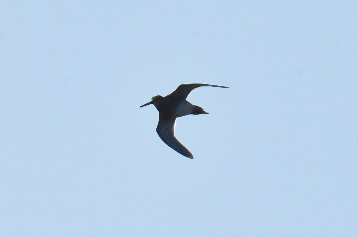 Common Snipe - ML643652796