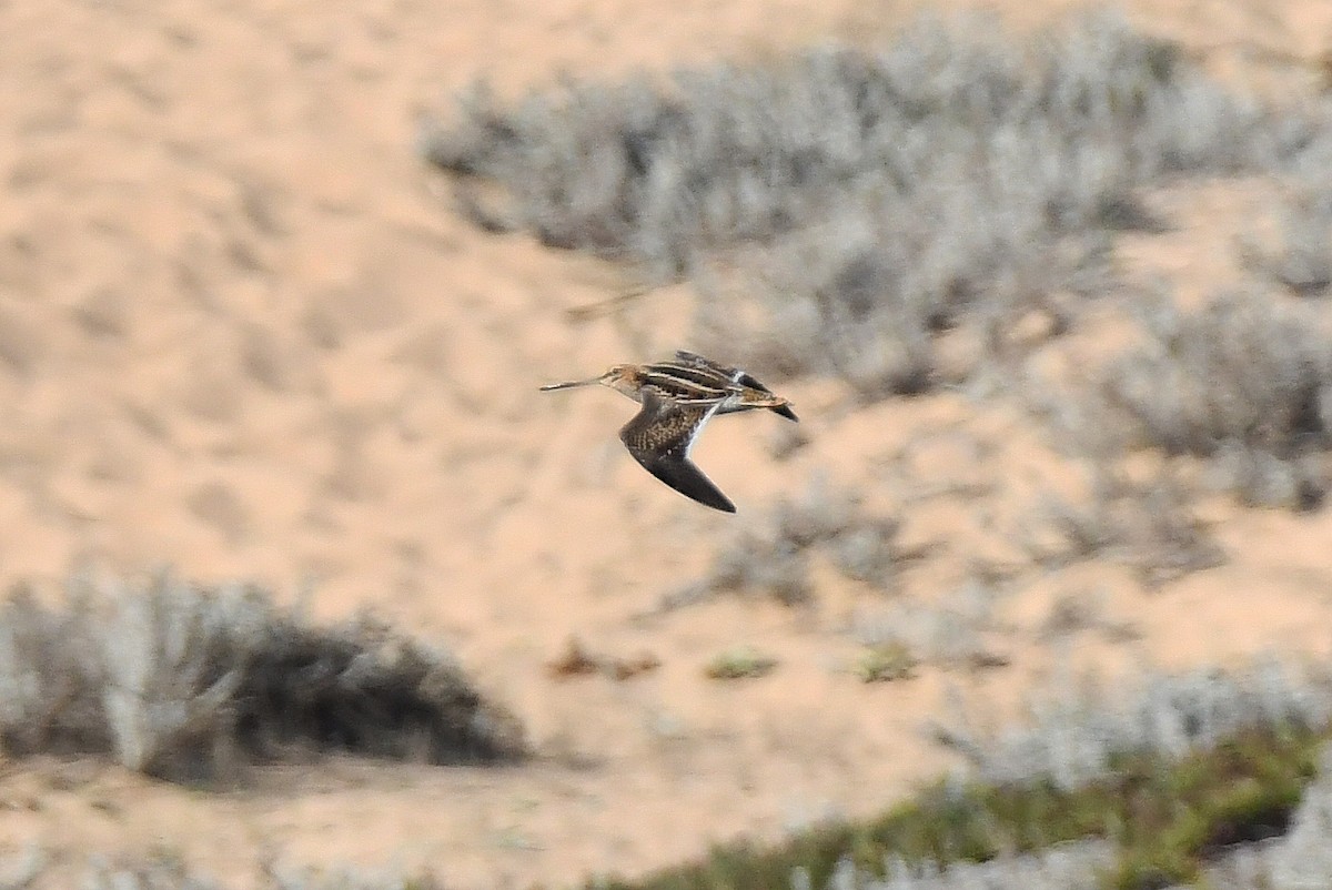 Common Snipe - ML643652797