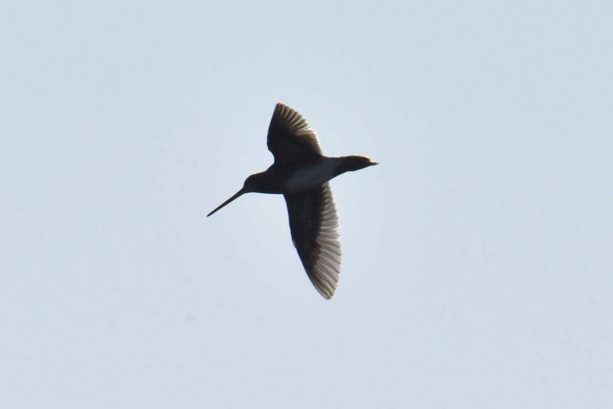 Common Snipe - ML643652798