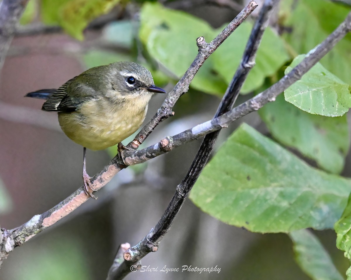 ノドグロルリアメリカムシクイ - ML643652801