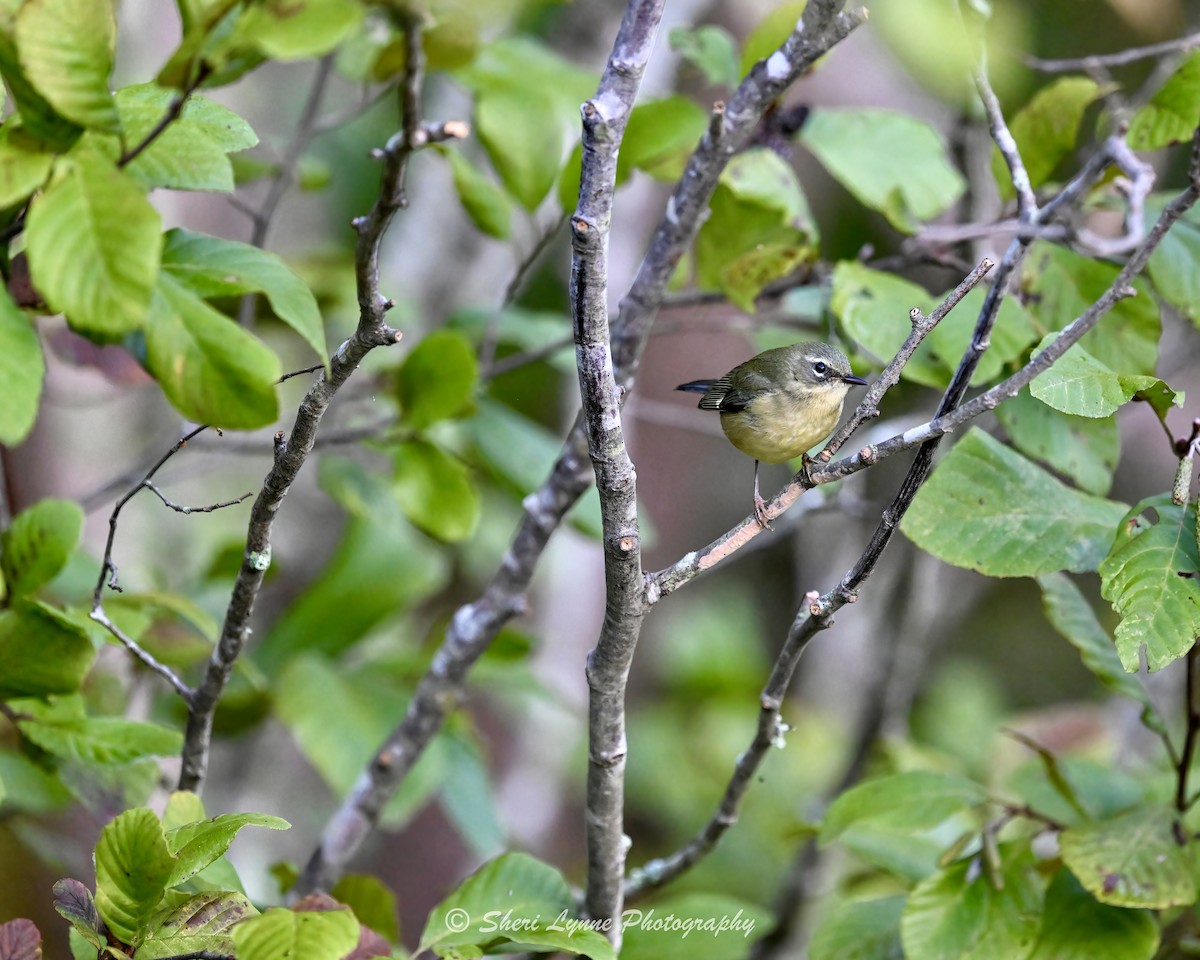 ノドグロルリアメリカムシクイ - ML643652803