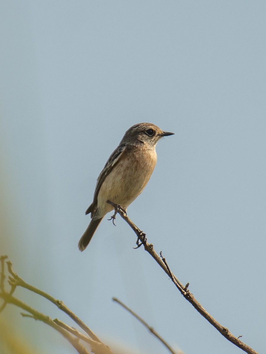 Pallasschwarzkehlchen - ML643652805