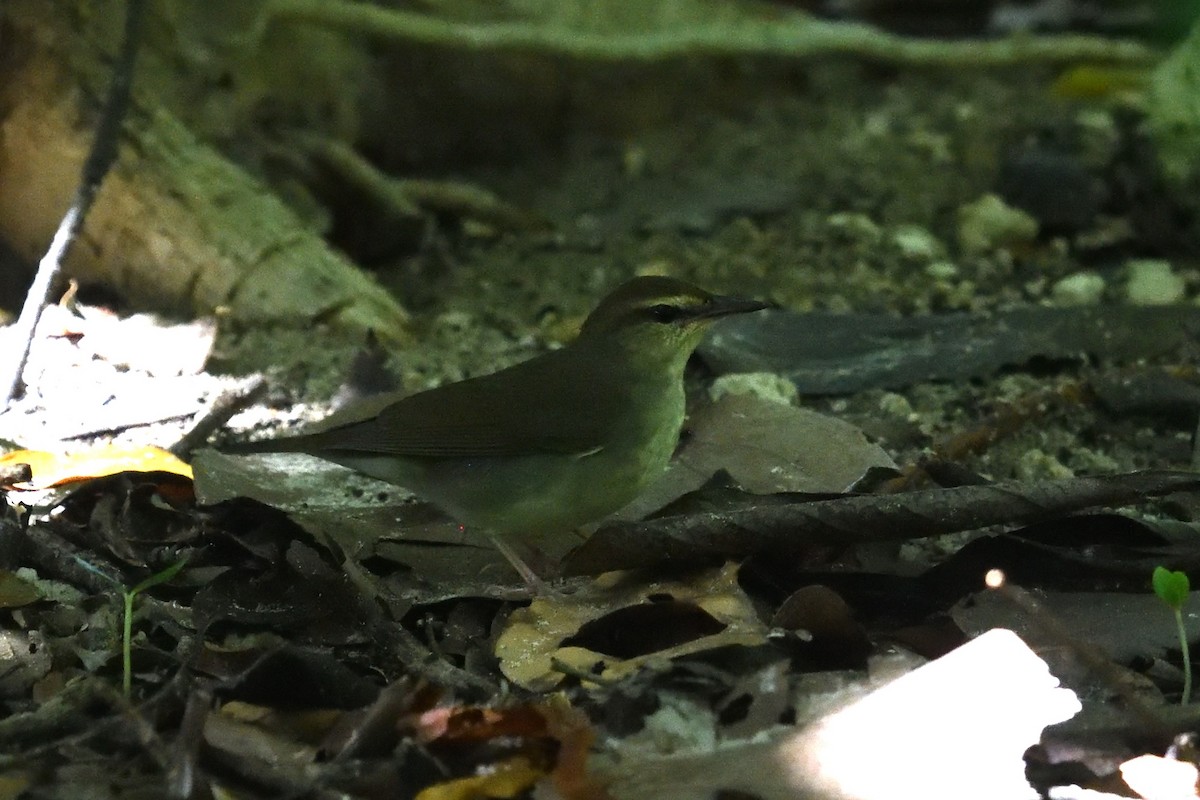 Swainson's Warbler - ML643652806