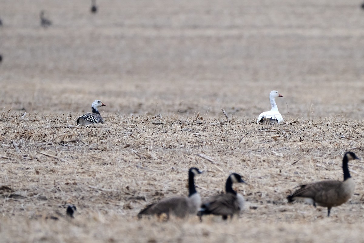Цасны галуу - ML643652840