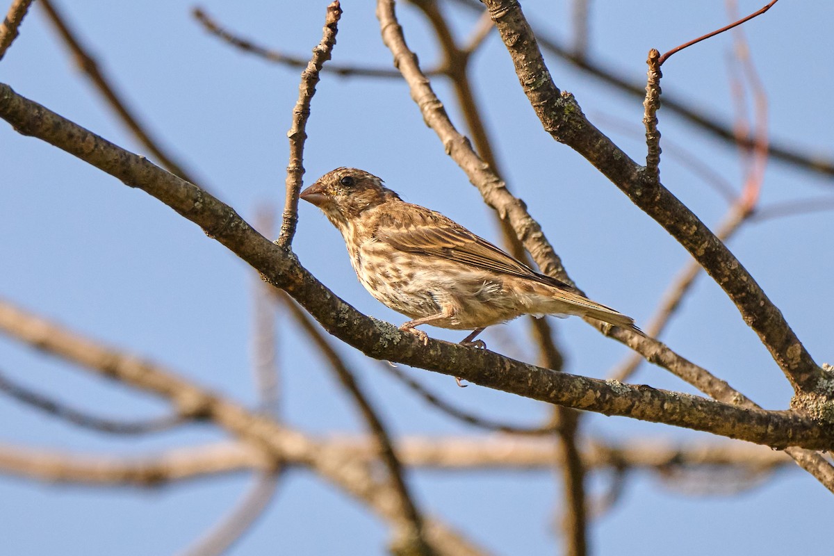 Purple Finch - ML643652852