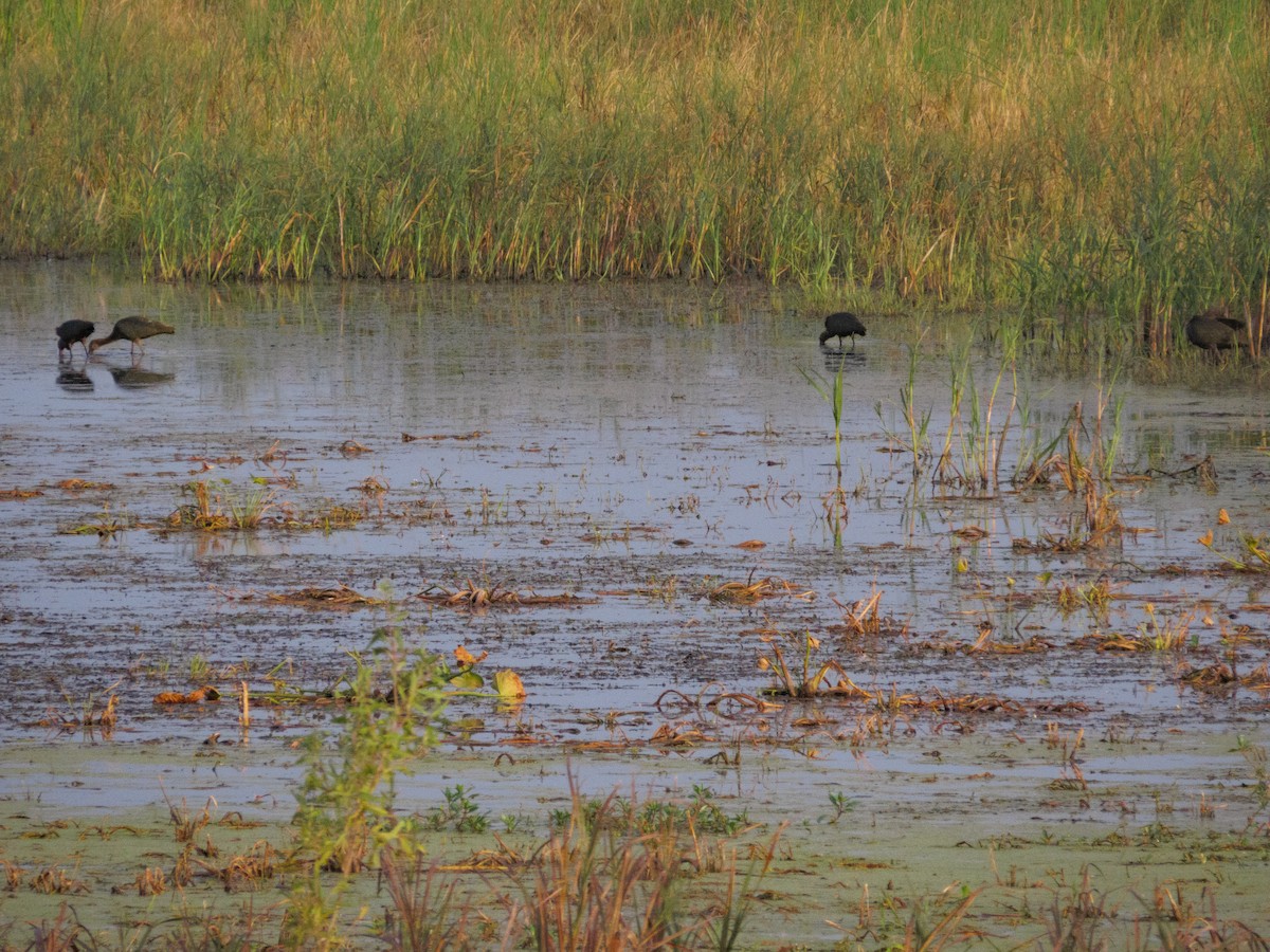 ibis americký - ML643652856