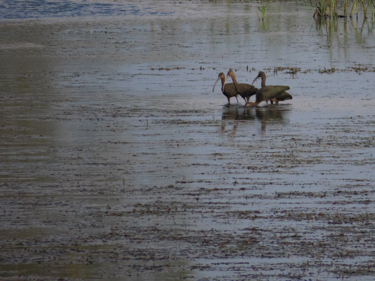 ibis americký - ML643652857