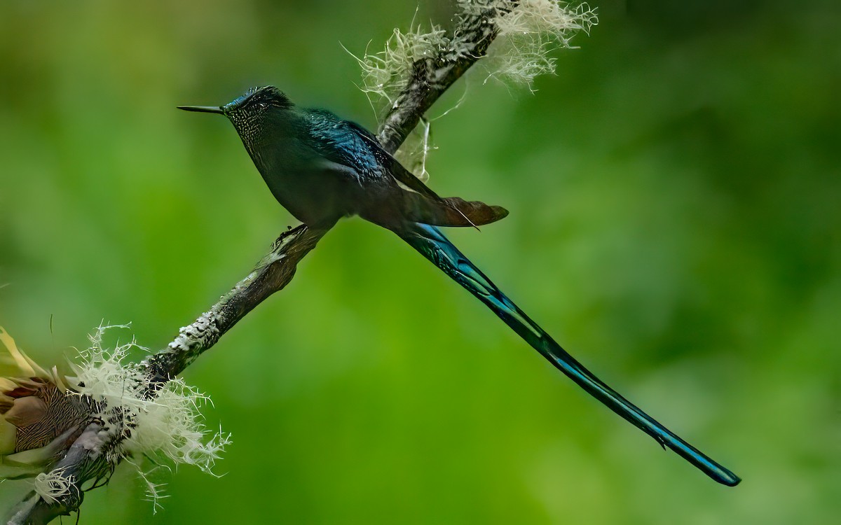 Long-tailed Sylph - ML643652876