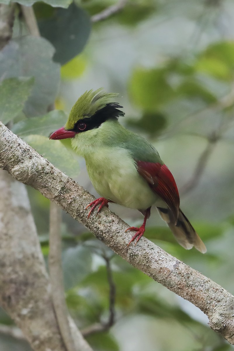 Indochinese Green-Magpie - ML643652881