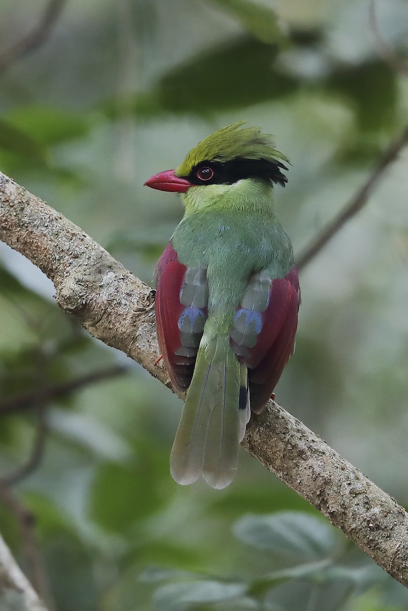 Indochinese Green-Magpie - ML643652883