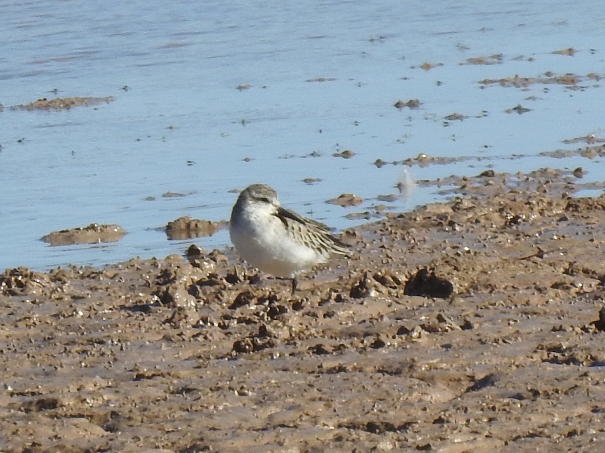Western Sandpiper - ML643652884