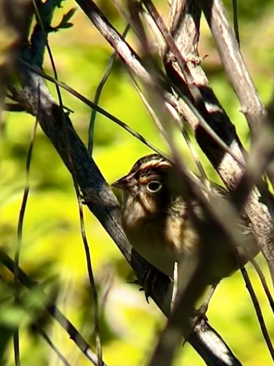 Grasshopper Sparrow - ML643652890