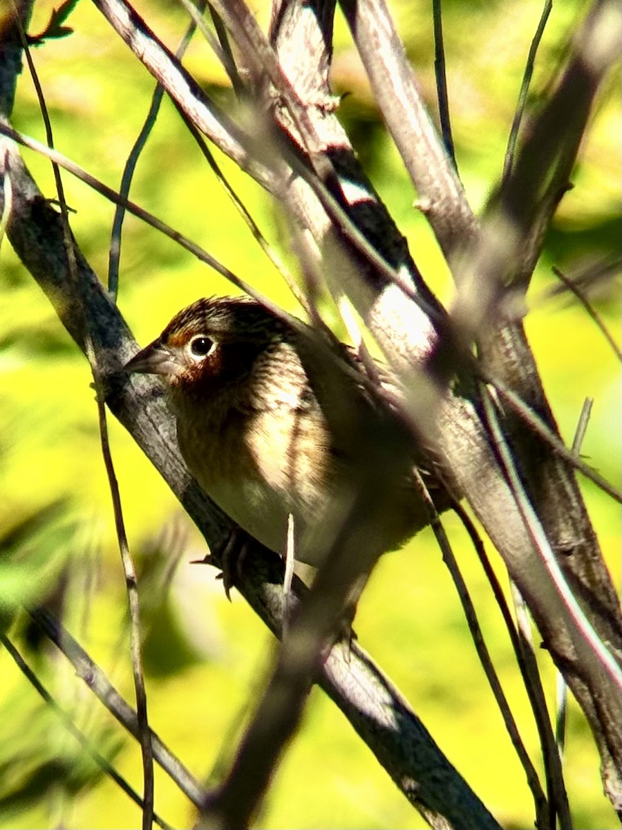 Grasshopper Sparrow - ML643652891