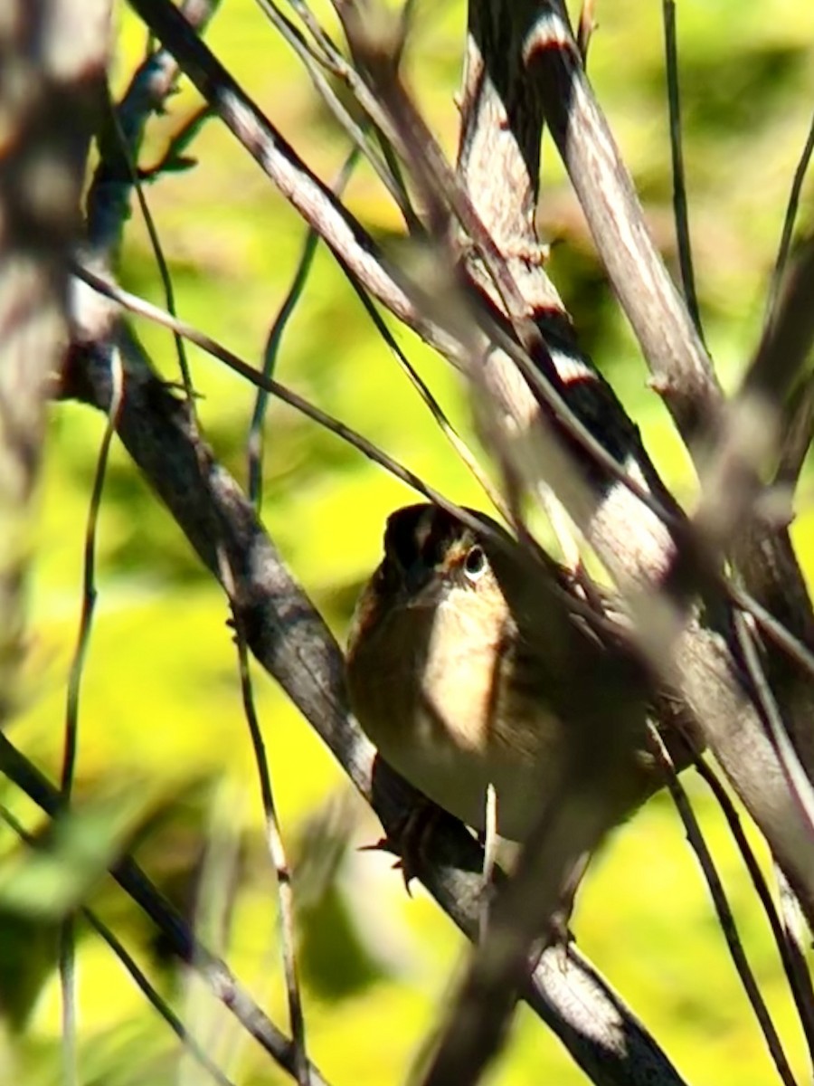 Grasshopper Sparrow - ML643652892