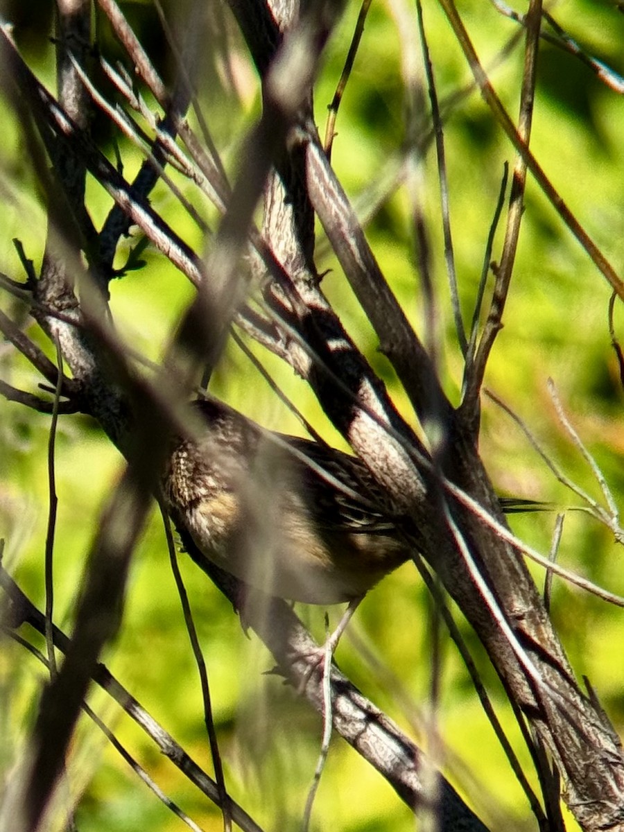 Grasshopper Sparrow - ML643652893