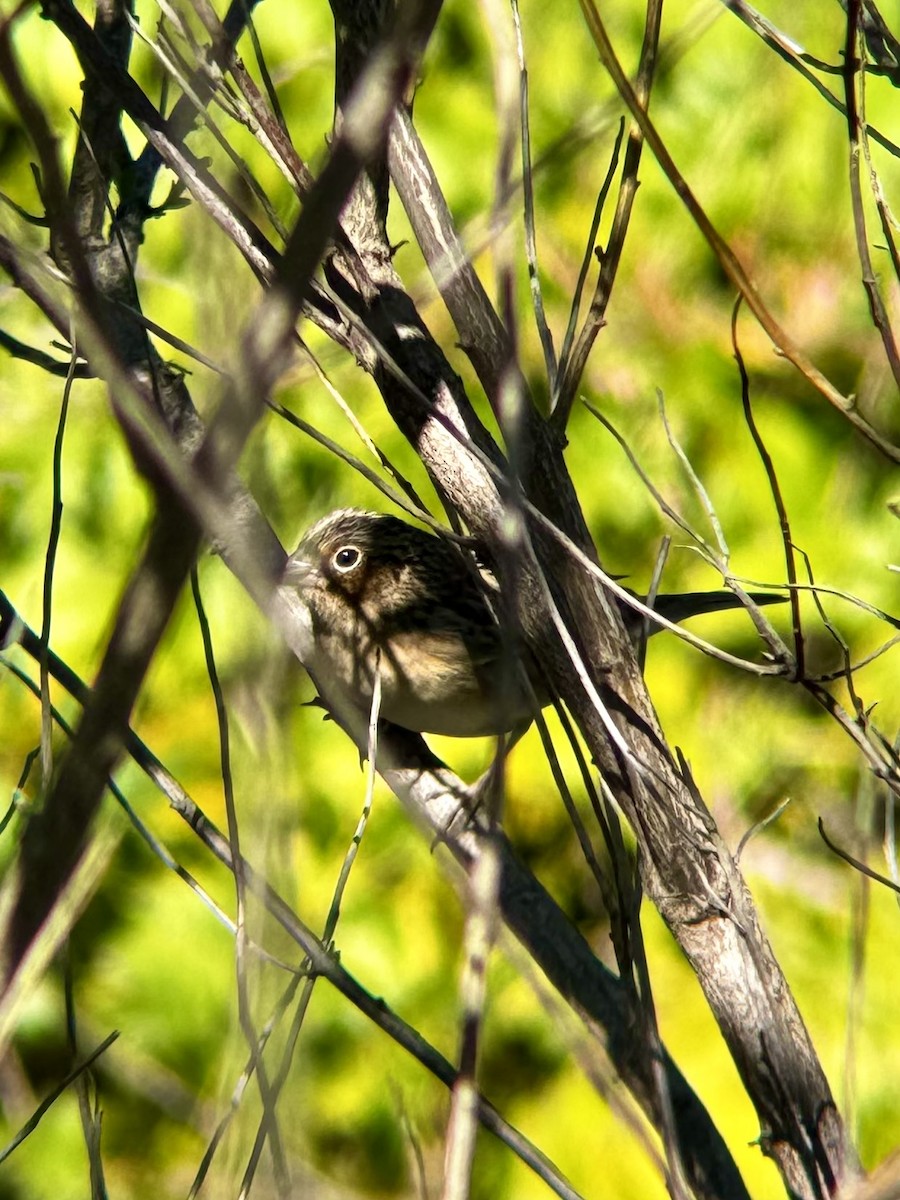 Grasshopper Sparrow - ML643652896