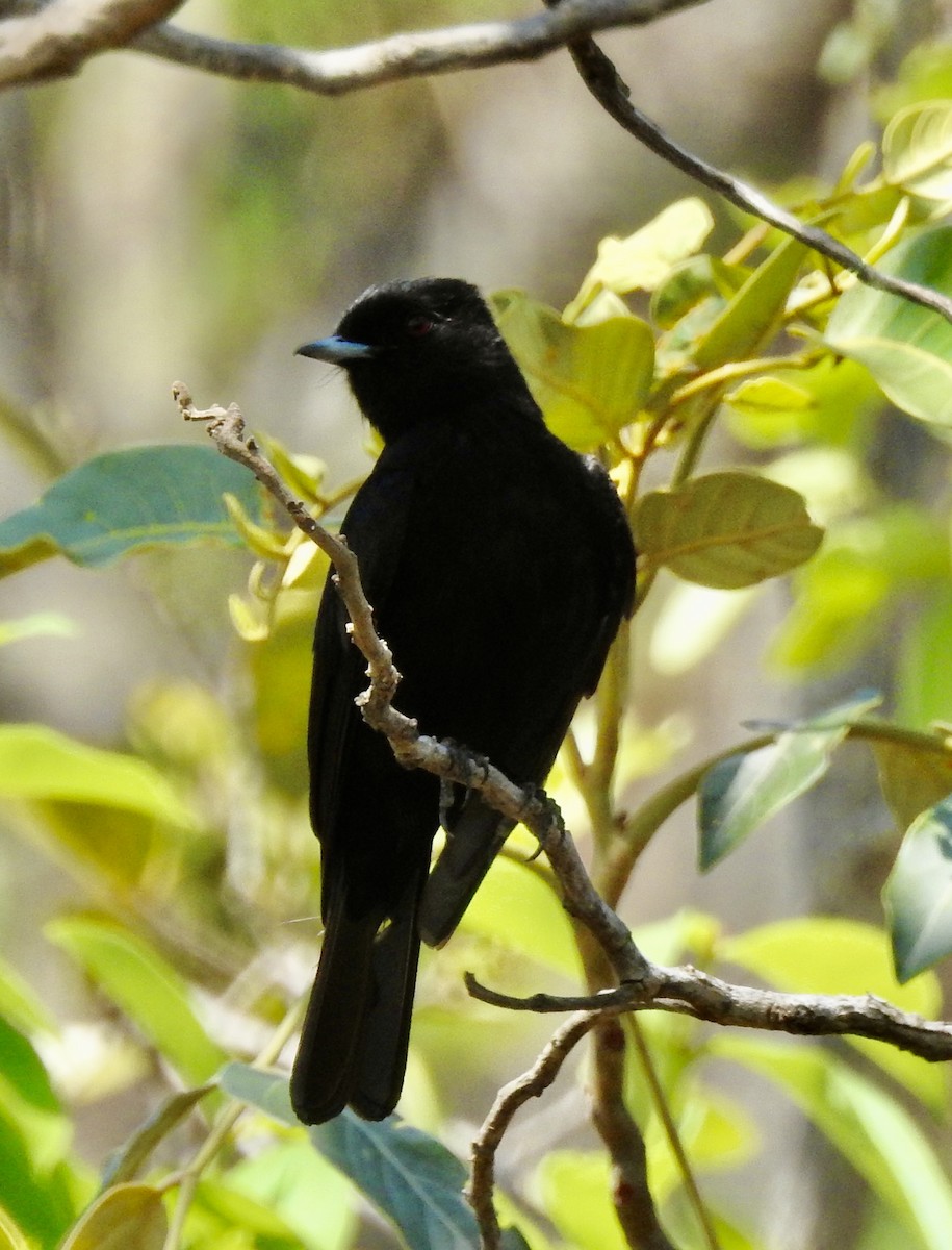 Velvety Black-Tyrant - ML643652906