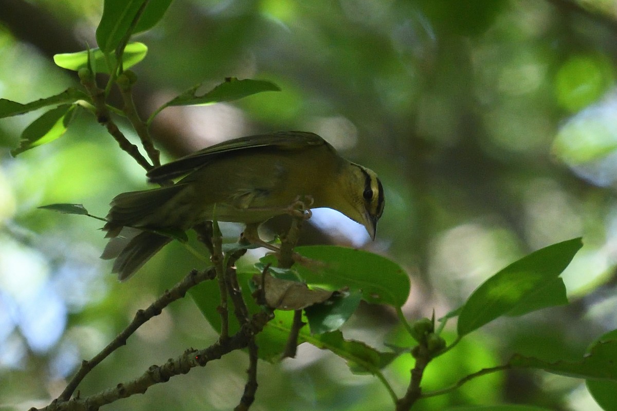 Worm-eating Warbler - ML643652931