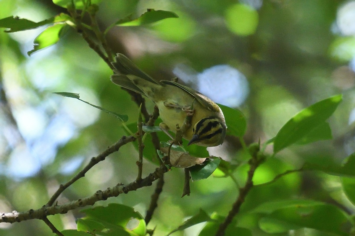 Worm-eating Warbler - ML643652932