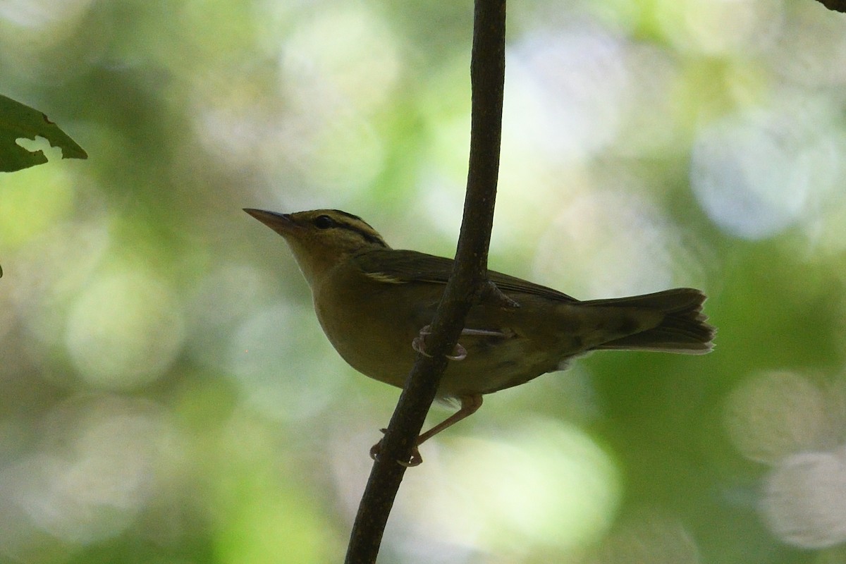 Worm-eating Warbler - ML643652933