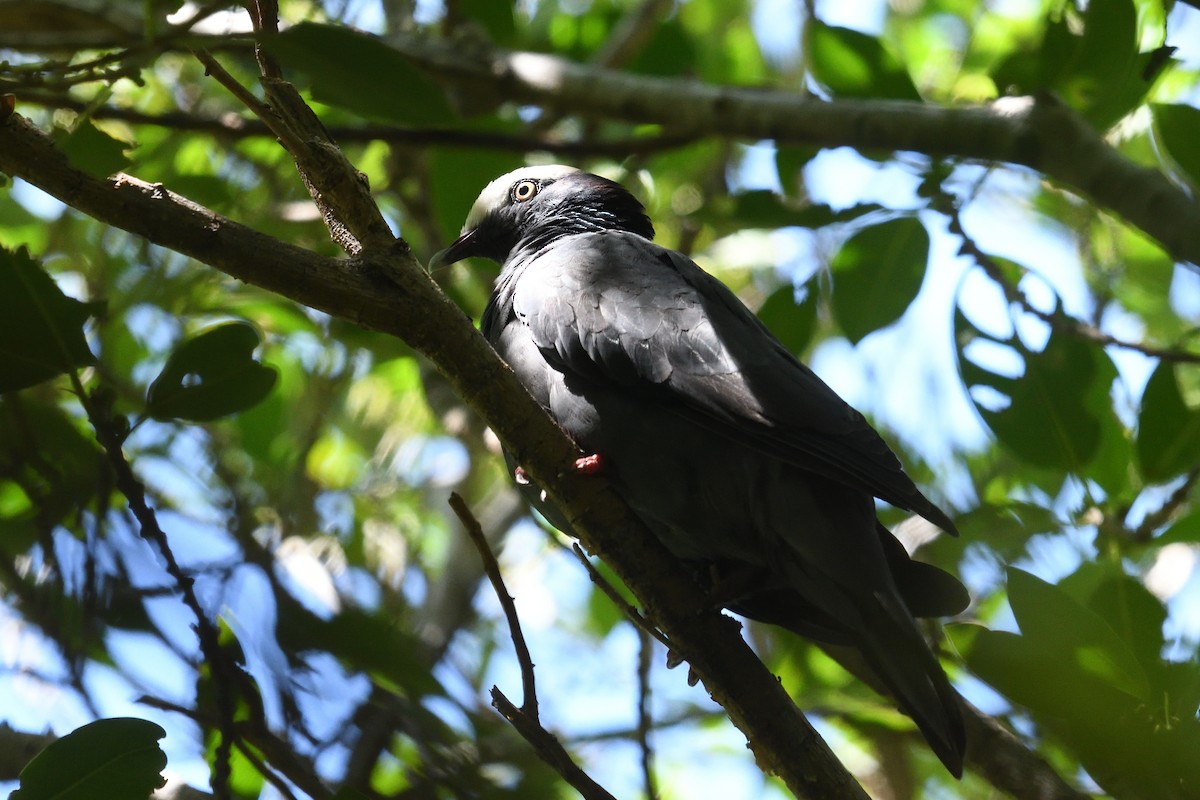 White-crowned Pigeon - ML643652935