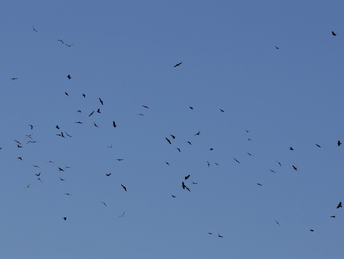 American Crow - ML643652937