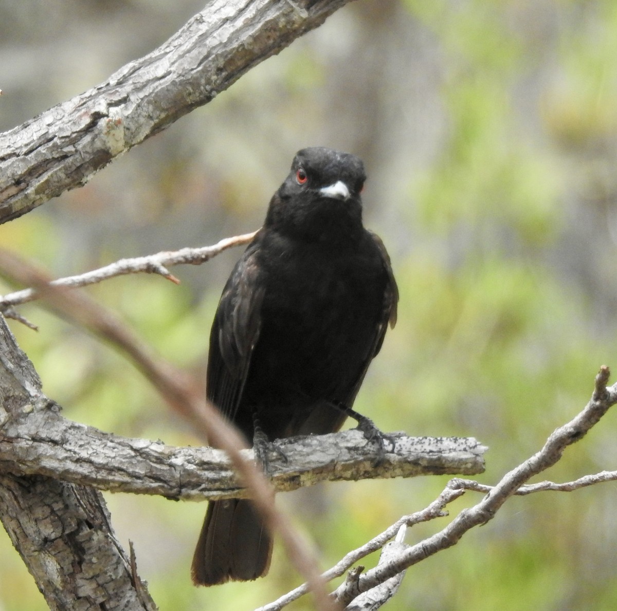 Velvety Black-Tyrant - ML643652944