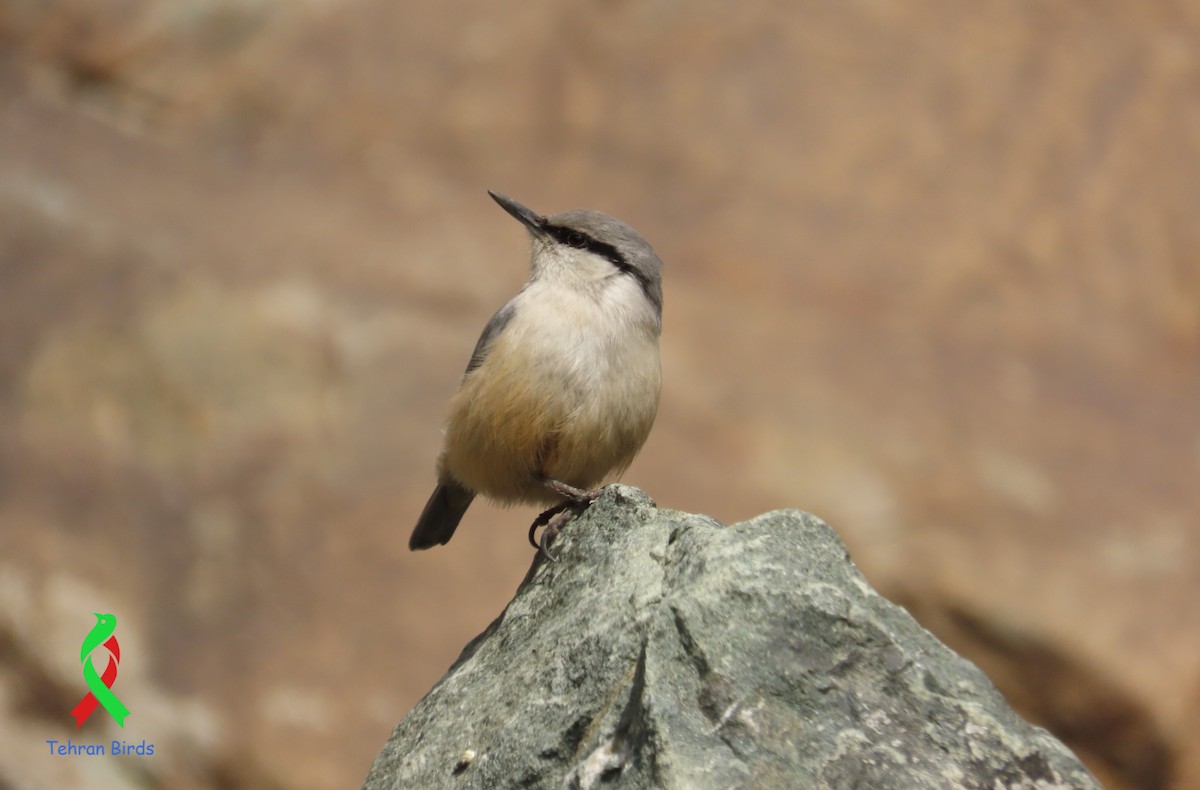 Western Rock Nuthatch - ML643652955