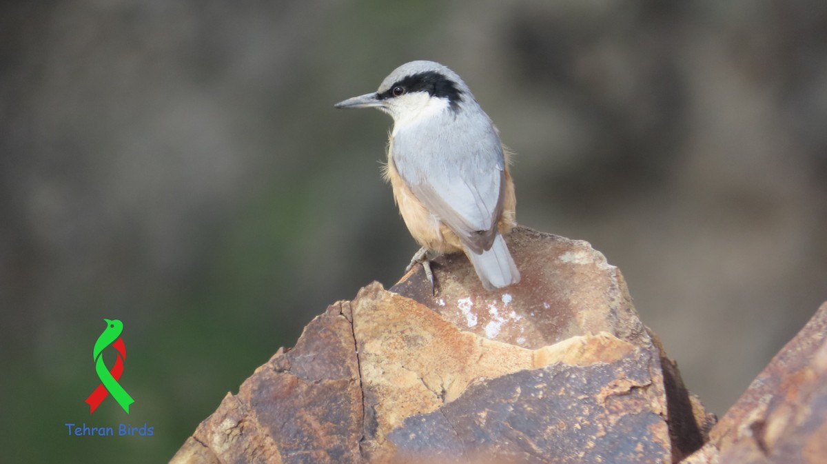 Eastern Rock Nuthatch - ML643652959