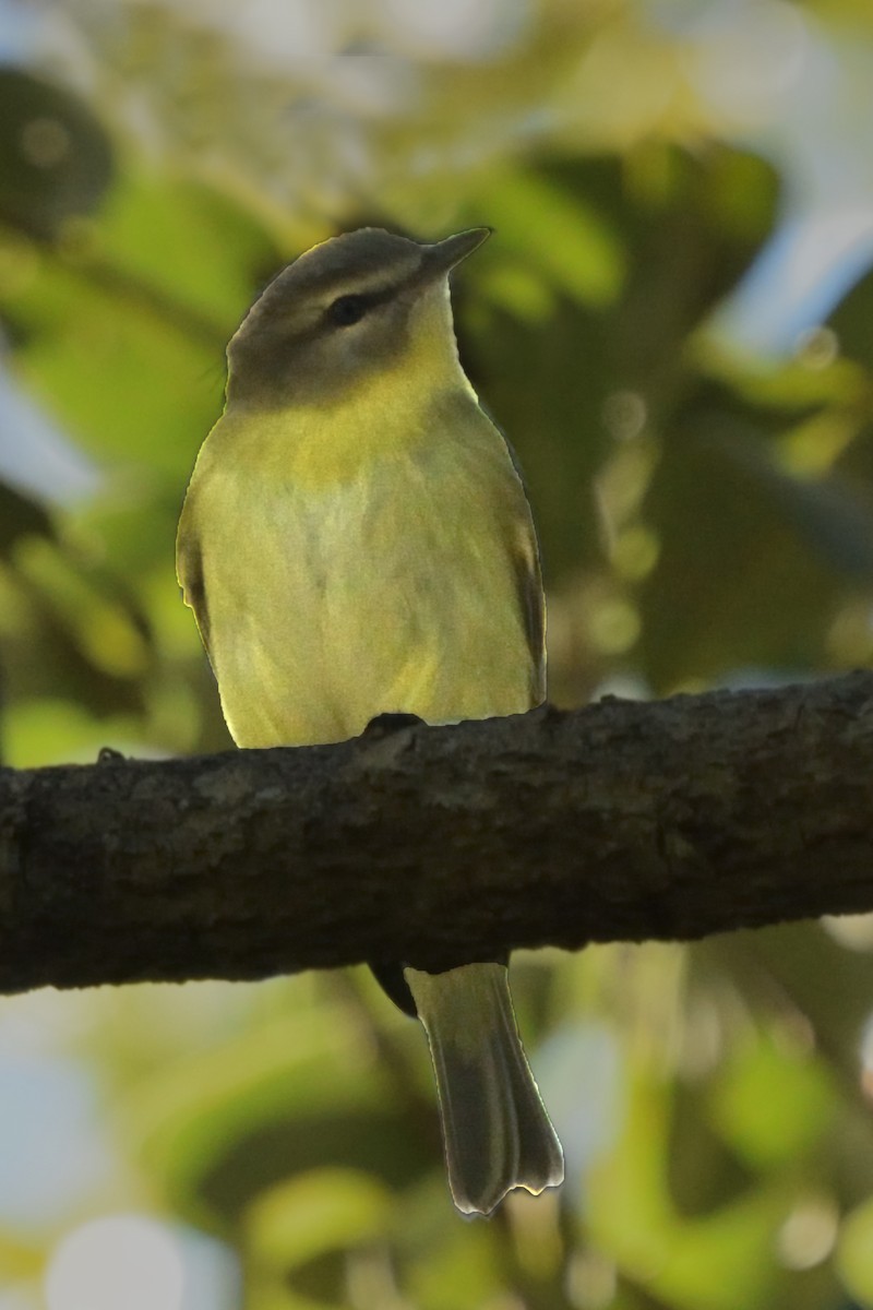 Philadelphia Vireo - ML643652995