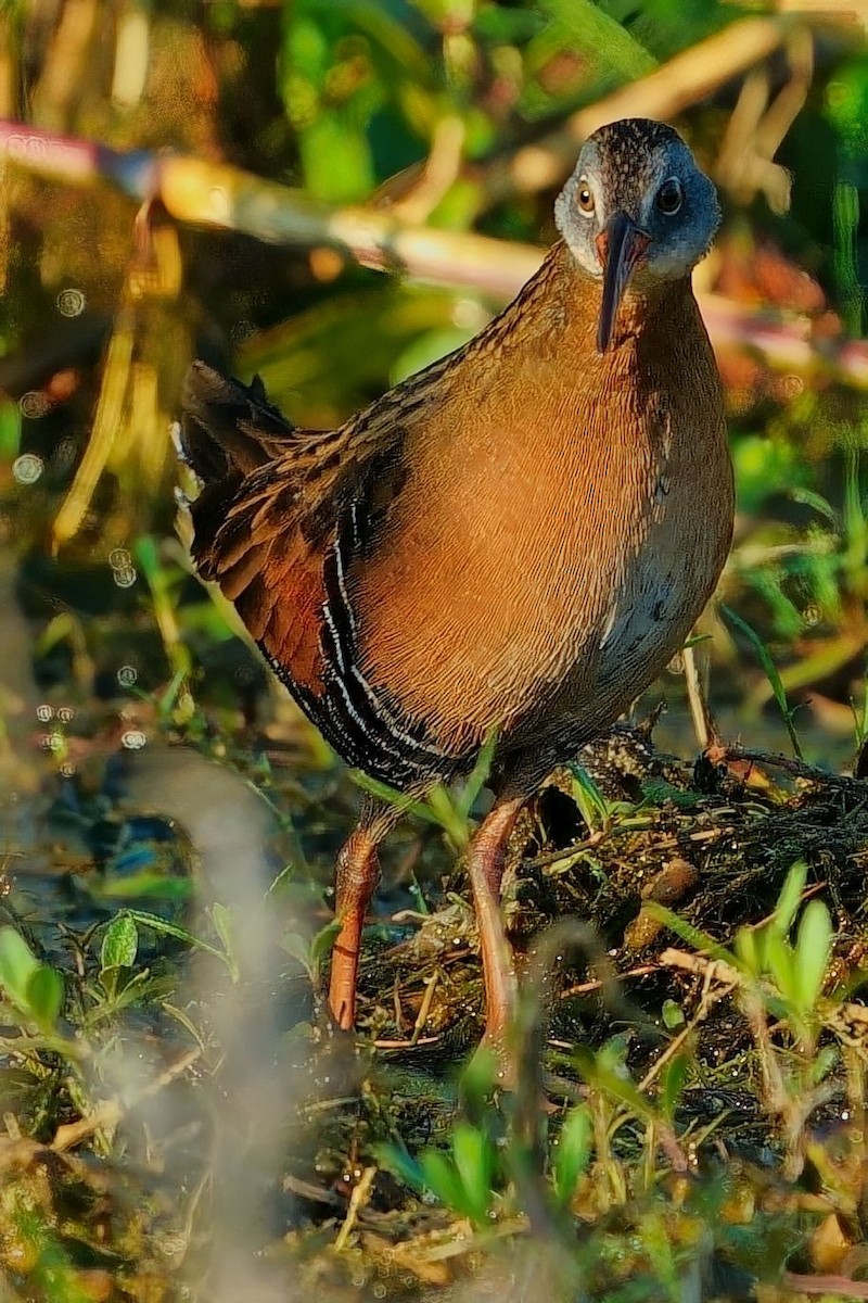 コオニクイナ - ML643653008