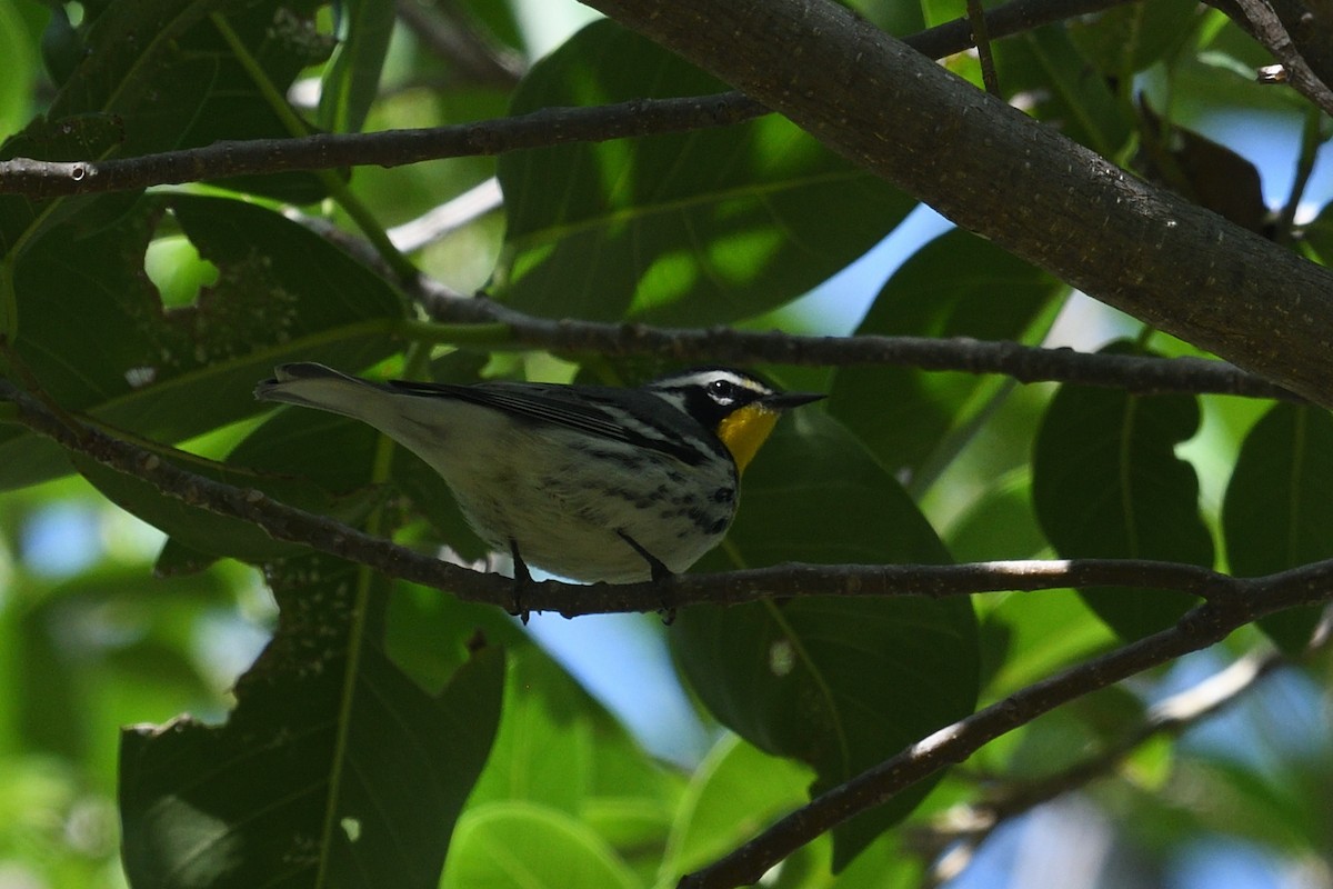 Yellow-throated Warbler - ML643653011