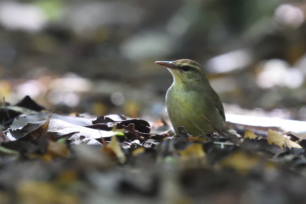 Swainson's Warbler - ML643653037