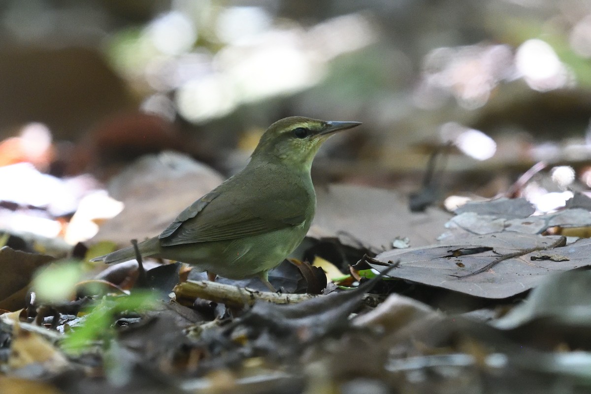 Swainson's Warbler - ML643653038