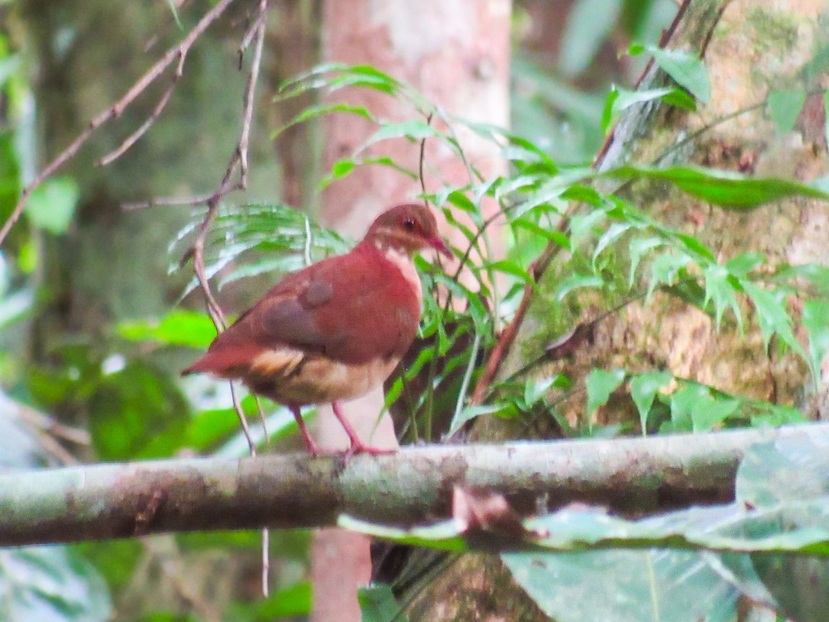 holub hnědočervený - ML643653039