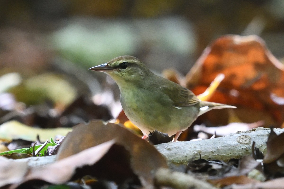 Swainson's Warbler - ML643653041