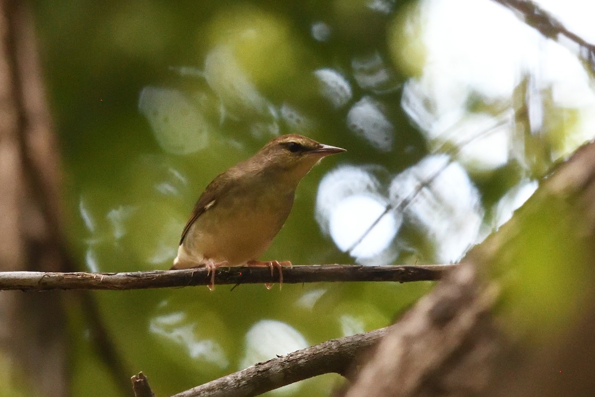 Swainson's Warbler - ML643653045
