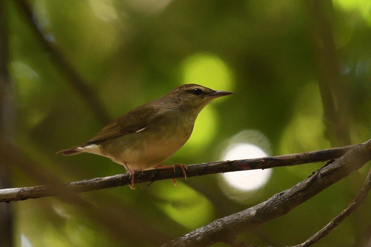 Swainson's Warbler - ML643653051