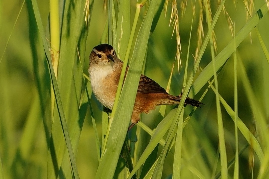 Marsh Wren - ML643653052