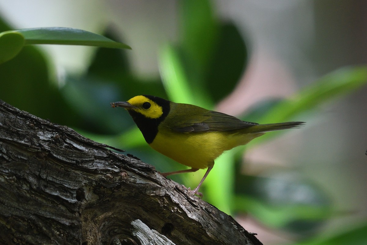 Hooded Warbler - ML643653061