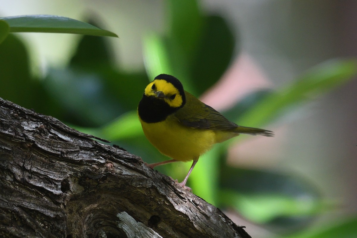 Hooded Warbler - ML643653078