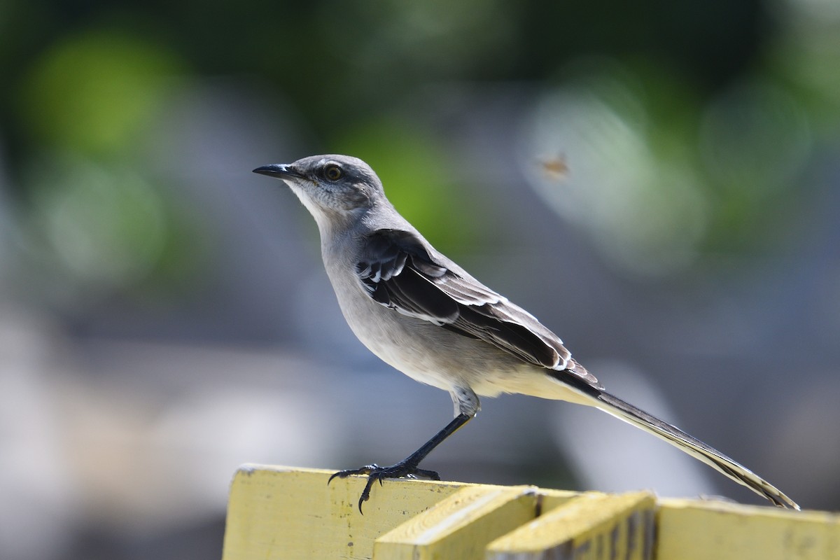 Northern Mockingbird - ML643653096