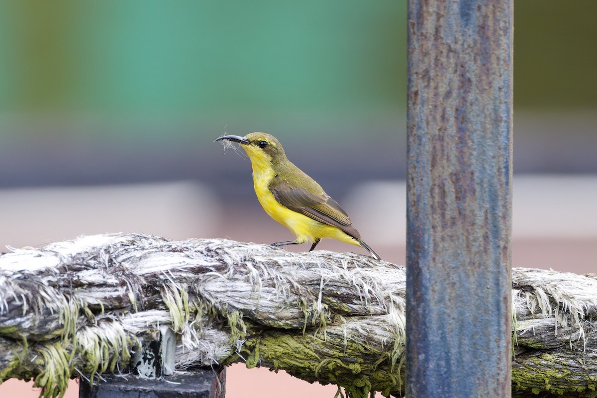 Sahul Sunbird - ML643653099