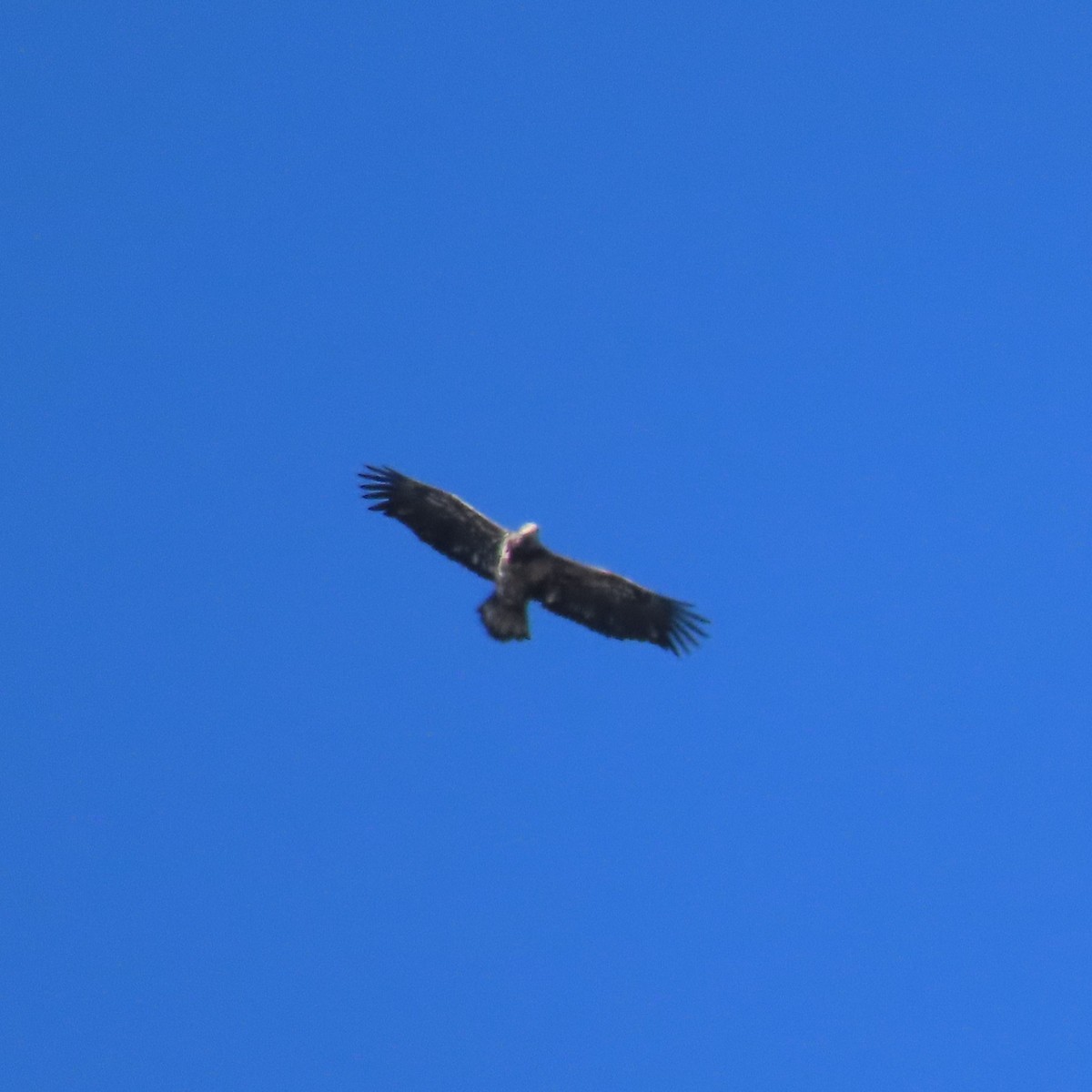 ハクトウワシ - ML643653119