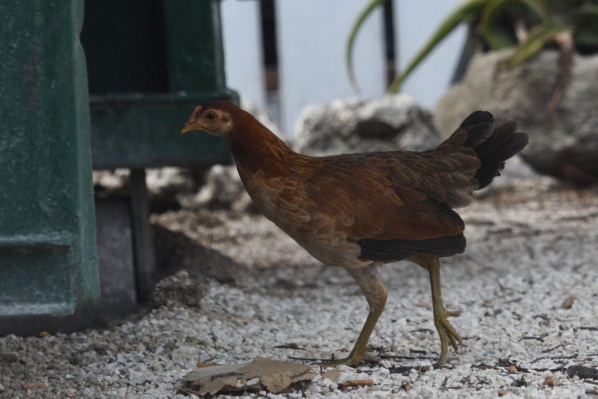 Тэжээмэл тахиа - ML643653146