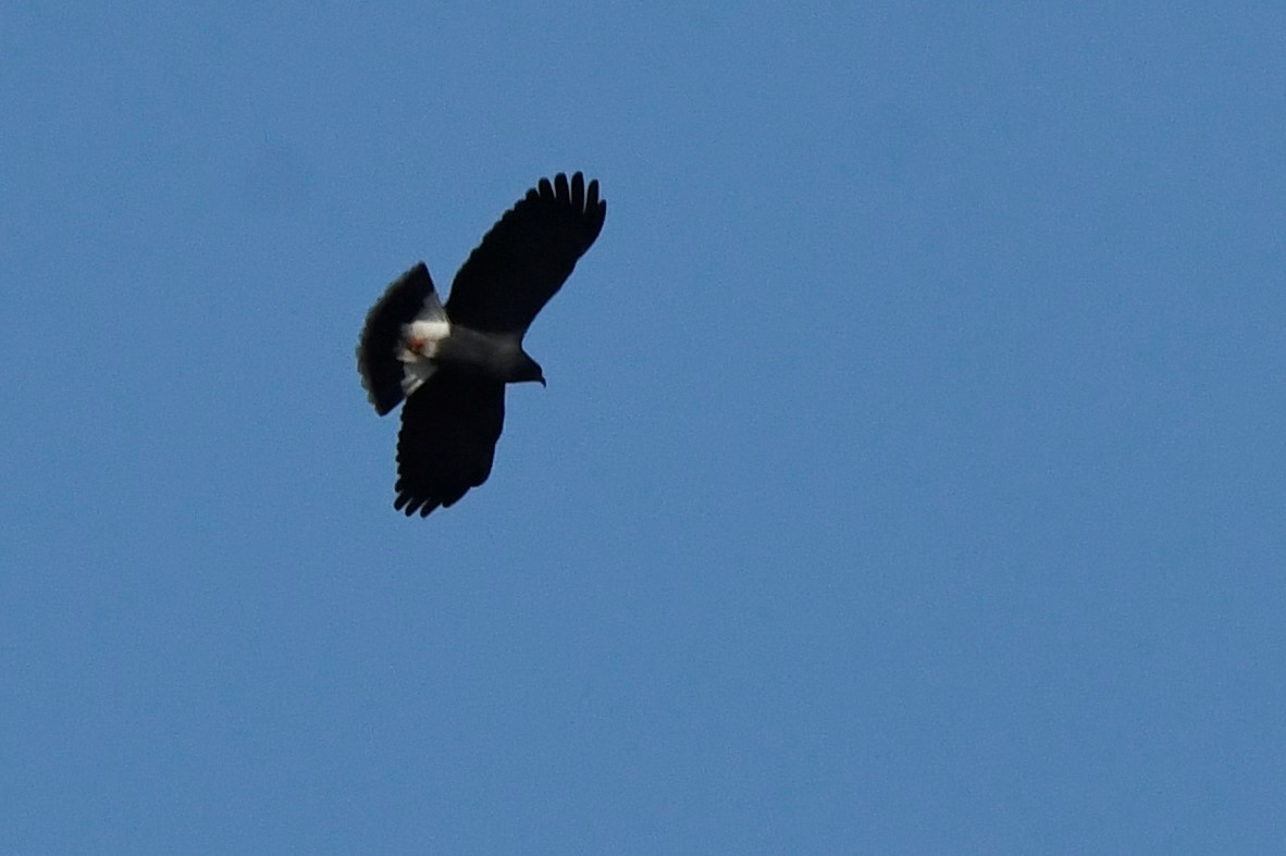 Snail Kite - ML643653149