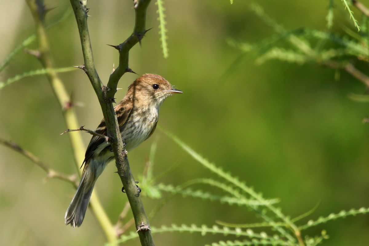 Bran-colored Flycatcher - ML643653160