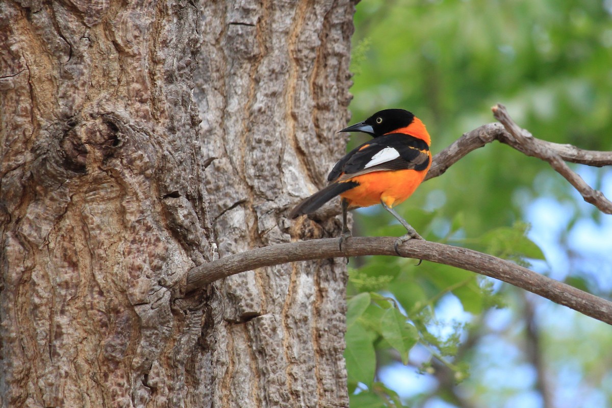 Campo Troupial - ML643653167