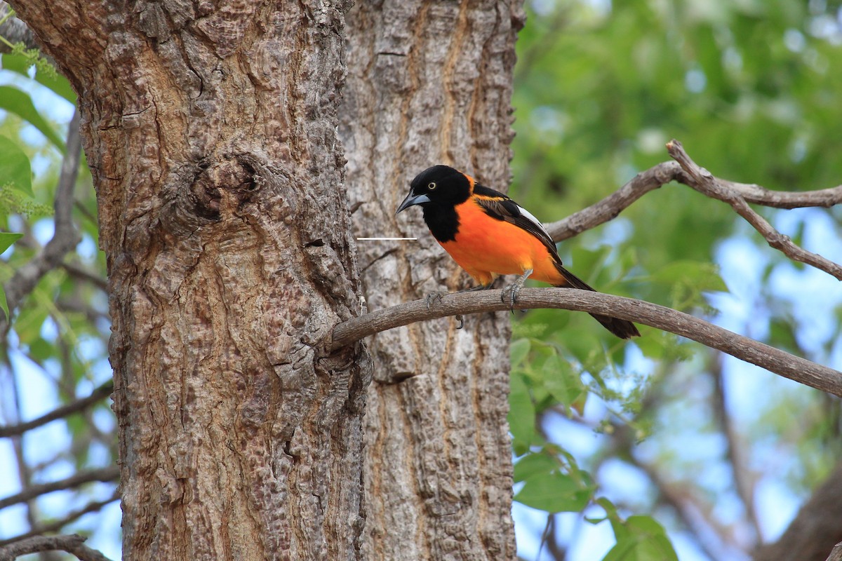 Campo Troupial - ML643653168