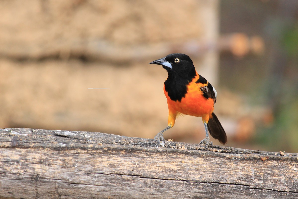 Campo Troupial - ML643653169